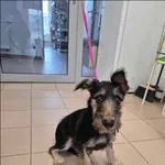 Znaleziono psa, Grudziądz, 10 marca 2024