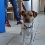 Znaleziono psa, Gdańsk, 9 marca 2024