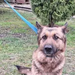 Suczka znaeziona w gm. Laszki