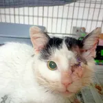 Nr: 92/2024 - Kot z Fundacja Mam Pomysł