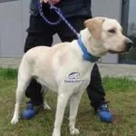 Znaleziono psa, Szczecin, 11 marca 2024