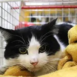 Znaleziono kota, Łódź, 10 marca 2024