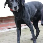 Znaleziono psa, Łódź, 10 marca 2024