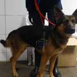 Znaleziono psa, Szczecin, 10 marca 2024