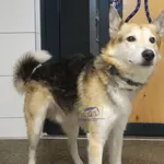 Znaleziono psa, Szczecin, 11 marca 2024