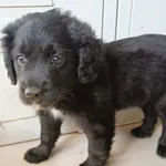 Znaleziono psa, Racławice, 8 marca 2024