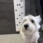 Znaleziono psa, Chełmek, 9 marca 2024