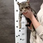 Przyjęty: 2024-03-11 Gmina: Brzeźnica Płeć: Kotka Opis: europejska, bure