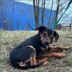 Znaleziono psa, Grudziądz, 18 listopada 2023