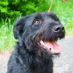 Zaginął pies, Tychy, 12 marca 2024