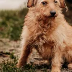 Imbir 616093902519739