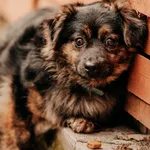 Nugat 616093902338470