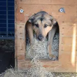 Pies do adopcji, Zielona Góra, 12 marca 2024
