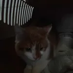 Znaleziono kota, Lublin, 10 marca 2024