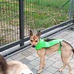 Zaginął pies, Łódź, 13 marca 2024