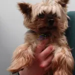 Znaleziono psa, Szczecin, 13 marca 2024