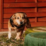 Melon 616093902338476