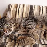 Kot do adopcji, Włocławek, 7 lutego 2024