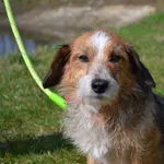 Pies do adopcji, Chełmek, 14 stycznia 2024