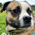 Pies do adopcji, Dąbrówka, 22 października 2022