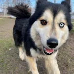 Pies do adopcji, Włocławek, 30 stycznia 2024