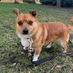 12829/43/24 Pinio - data przyjęcia - 11.03.2024