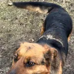 12798/12/24  Papitka - data przyjęcia - 20.01.2024