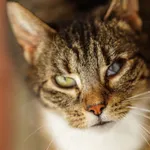 Kot do adopcji, Włocławek, 1 lutego 2024