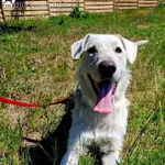 Pies do adopcji, Dąbrówka, 8 lipca 2022