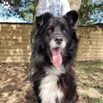 Pies do adopcji, Dąbrówka, 16 kwietnia 2022