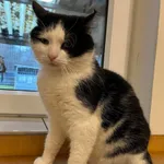 Kot do adopcji, Włocławek, 22 lutego 2024