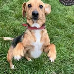 Perełka- podopieczna Fundacji Pieskowo szuka domu. Perła jest psem przemiłym i przesympatycznym, bardzo przyjaźnie nastawionym do ludzi. Warunek jest jednak taki, że musi się najpierw z człowiekiem za