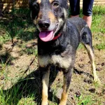 Pies do adopcji, Dąbrówka, 8 lipca 2022