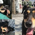 Pies do adopcji, Dąbrówka, 29 maja 2022