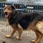 Znaleziono psa, Dąbrówka, 12 marca 2024