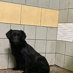 Pies do adopcji, Włocławek, 10 marca 2024