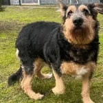 12802/16/24 Cleo - data przyjęcia - 29.01.2024