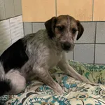 12828/42/24 Misia - data przyjęcia - 11.03.2024