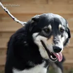 Pies do adopcji, Dąbrówka, 8 kwietnia 2022