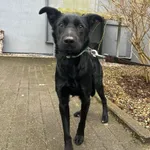 Pies do adopcji, Włocławek, 24 stycznia 2024