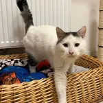 Kot do adopcji, Włocławek, 20 stycznia 2024