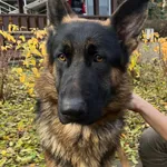 12739/239/23 Nelson - data przyjęcia - 8.11.2023