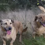 Pies do adopcji, Dąbrówka, 1 września 2021