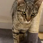 Kot do adopcji, Włocławek, 7 lutego 2024