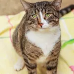 Kot do adopcji, Elbląg, 16 lutego 2024