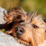 Aida - czuła, wierna i delikatna sunia!