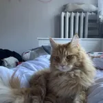 Zaginął kot, Łódź, 15 marca 2024