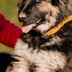 Ziva 616093902778450