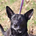 Pies do adopcji, Dłużyna Górna, 15 marca 2024