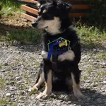 Pies do adopcji, Szczecin, 3 lipca 2022